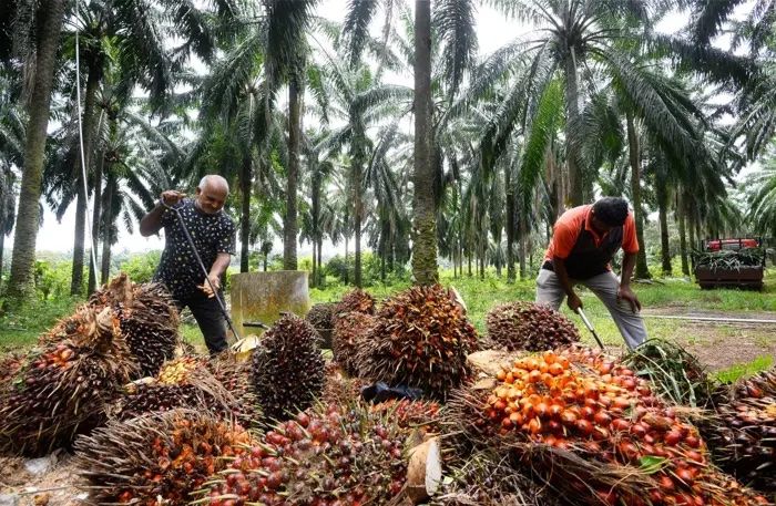 Budget 2027 RM200mil oil palm replanting financing