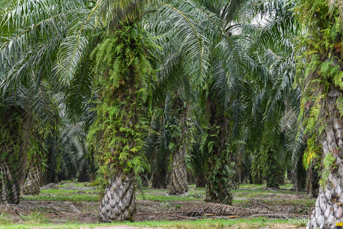 Plantation stocks and CPO prices on Bursa Malaysia