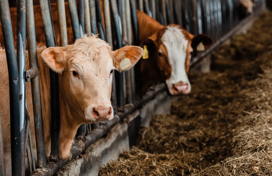 Farm Fresh – Dairy products