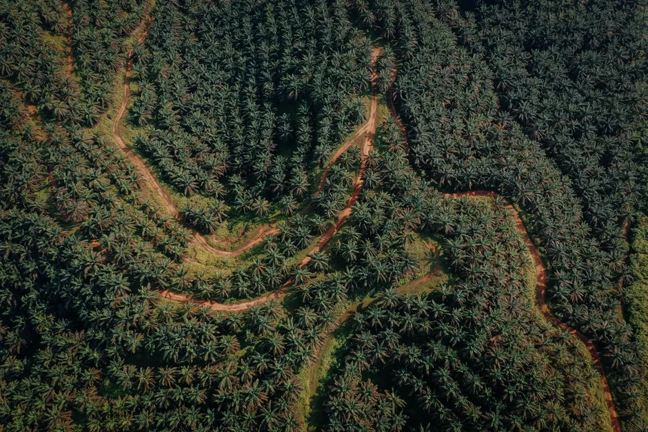 Kim Loong Resources – Palm oil plantation