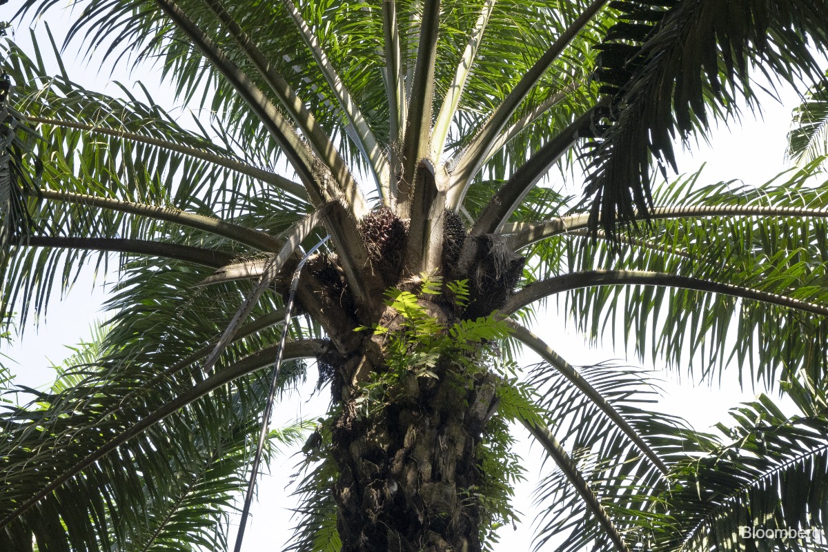 Plantation minimum wage hike and higher wage bill for Malaysian planters