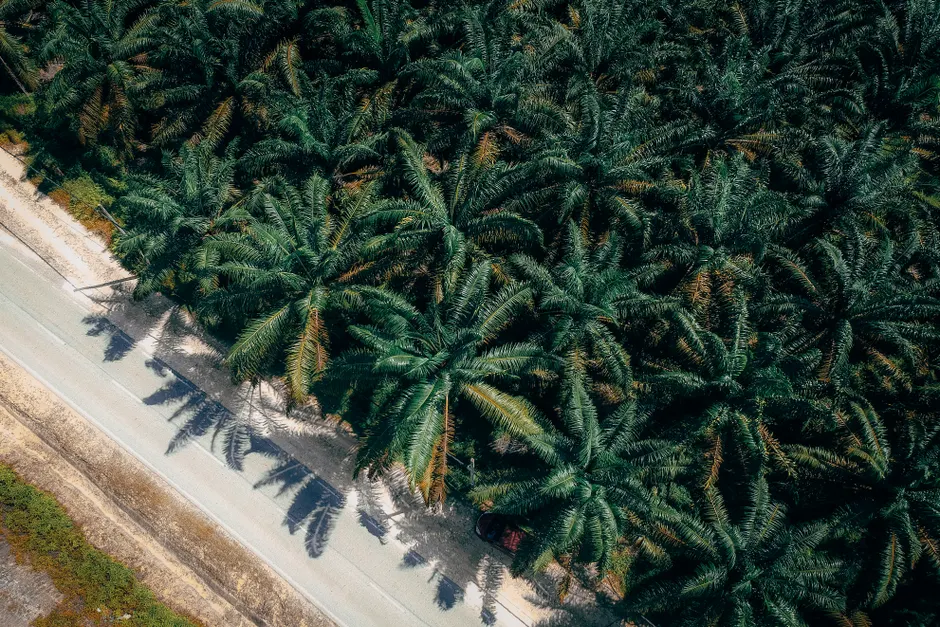 SD Guthrie – Palm oil plantation